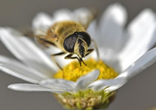 Miele: tre quarti della produzione mondiale contaminata da pesticidi neocotinoidi