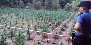 Sardegna: boom di piantagioni di Cannabis