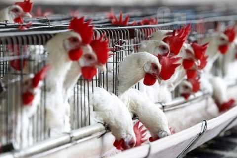 Francia: nuovo ceppo di aviaria. Giappone e altre nazioni bloccano l 'impotazione di pollame