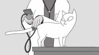 Maggio: mese della prevenzione dell'ipertensione felina