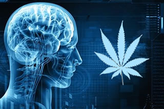 Cannabis: l'uso frequente può portare alla psicosi