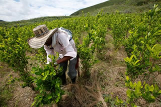 Bolivia: foglie di Coca a domicilio. Il nuovo business