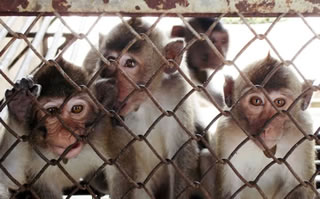 Scimmie usate come cavie per studiare i gas di scarico: sotto accusa BMW, Damler e Volkswagen