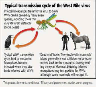 Virus del Nilo: sar la nuova (pseudo) pandemia?