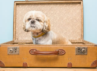 Viaggiare in aereo con cani e gatti: ecco le regole da rispettare