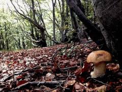 Genova: anziano trovato decapitato in un bosco
