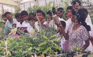 Cannabis terapeutica: avviata la produzione in Sri Lanka