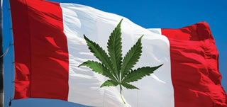 Canada: la legalizzazione della Cannabis non ferma il mercato illegale