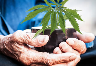 Cannabis terapeutica: a giovarsene sono i pazienti over 60
