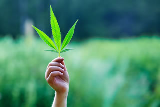 Gran Bretagna: usare la Cannabis per curare la dipendenza dagli spinelli