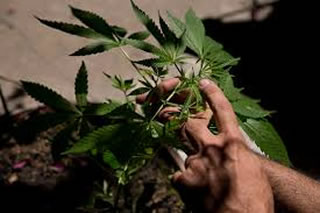 Cannabis: in Italia i coltivatori domestici sono tra i 50.000 e i 100.000