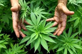 La legalizzazione della Cannabis non contrasta la criminalita'