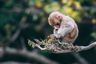 Cina: la sperimentazione di embrioni ibridi uomo-scimmia