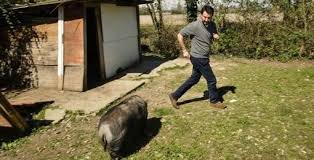 Matteo Salvini e il maiale. Polemiche sul profilo Facebook di Sel