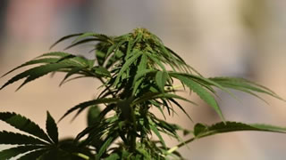 Sicilia: scoperta una piantagione di Marijuana da 20 milioni di euro