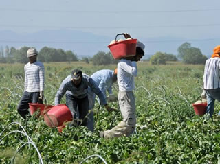 Rapporto Oxfam: la dura condizione dei lavoratori delle aziende agricole nel mondo