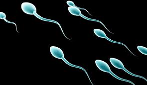 Francia: per la prima volta sono stati riprodotti spermatozoi in vitro