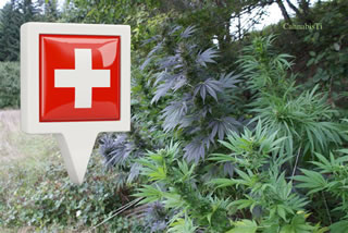 Cannabis: la Svizzera alla guida della legalizzazione in Europa