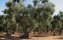 Eradicazione degli ulivi infettati dal killer Xylella