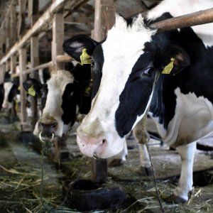 Foraggi radioattivi in Val di Vara, la valle del biologico