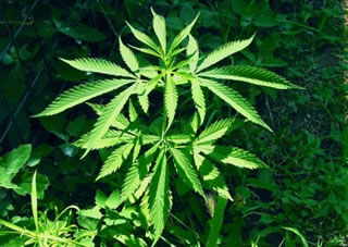 Italia, Cannabis terapeutica: forse la Legge arrivera' prima della fine della legislatura