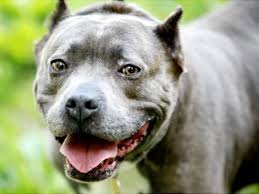 Roma, lancia il Pitbull dal sesto piano: TSO per una 22enne con problemi psichici