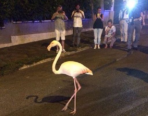 Roma: un fenicottero rosa a 'passeggio' per le strade del centro