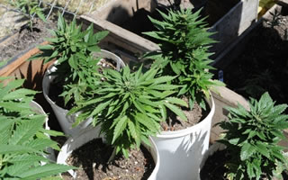 Cannabis terapeutica: ONU apre al dibattito