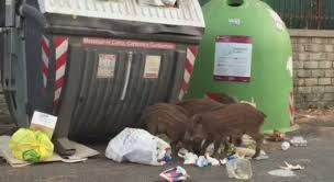 Roma: 49enne muore dopo essersi scontrato in scooter contro un cinghiale