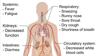 Coronavirus: la mappa delle chiusure e delle sospensioni nelle grandi citt&agrave;