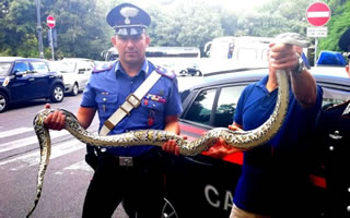 Roma, quartiere EUR: due pitoni abbandonati in strada chiusi dentro sacchi di juta