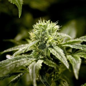 Genova: allarme marijuana geneticamente modificata